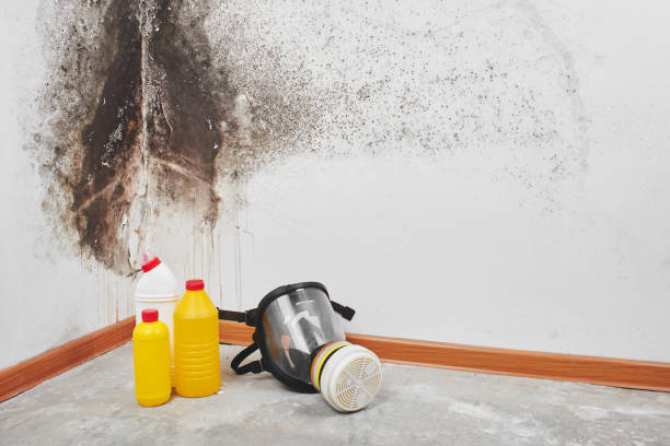 Best Mold Remediation for Schools in Citrus Springs, FL