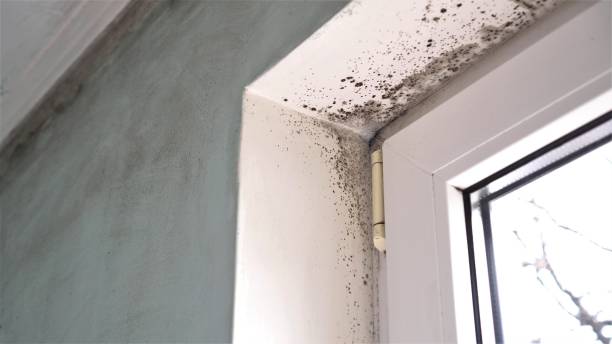 Best Residential Mold Remediation in Citrus Springs, FL