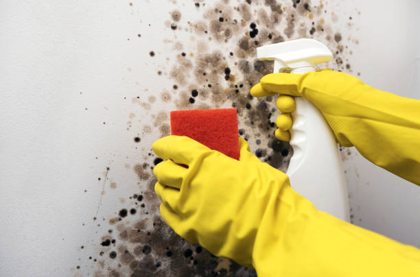 Best Post-Flood Mold Remediation in Citrus Springs, FL